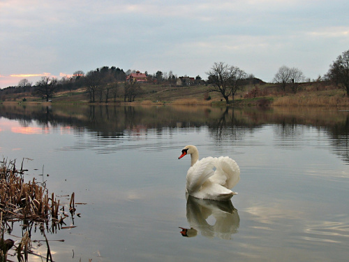 mam słabość do zalewu, zachodów nad nim i pływających po nim łabędzi- więc wybaczcie :) #łabędzie #ptaki #zalew #ZbiornikWodny