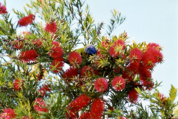 Kwitnacy callistemon i papuga na sniadaniu