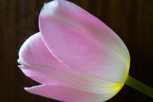 Wiosenny kwiat, tulipan. #tulipan