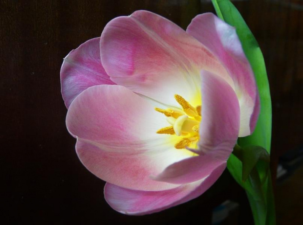 16.03.09 tulipan. #tulipan