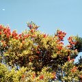 Callistemon na krawedzi tarasu.