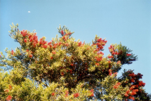 Callistemon na krawedzi tarasu.