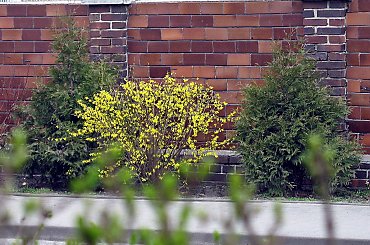 #wiosna #kwiaty #forsycja #mur #ogrodzenie