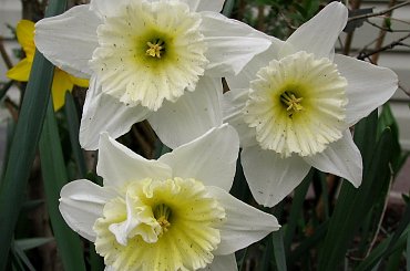 Rożności z dzisiejszej wycieczki po najbliższej okolicy #azalie #narcyze #zonkile #hiacynty #tulipany #mlecze #PolneKwiatki #forsycja #inne