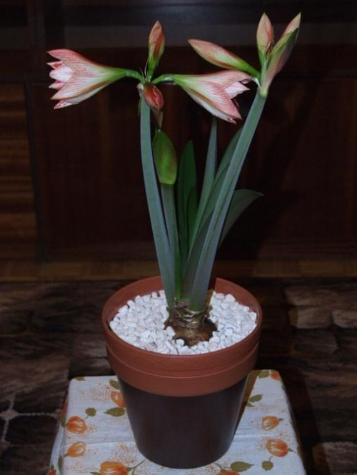 odmiana 'Fairytale' - 7 kwietnia 2009 #amarylis #Fairytale #Hippeastrum #hydroponika