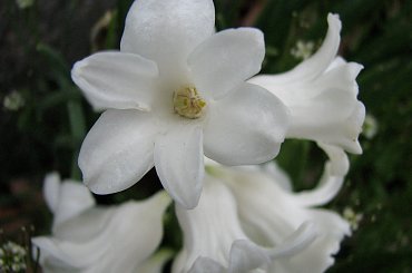 Rożności z dzisiejszej wycieczki po najbliższej okolicy #azalie #narcyze #zonkile #hiacynty #tulipany #mlecze #PolneKwiatki #forsycja #inne