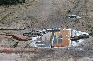 #kałuża #ptaki #wróble