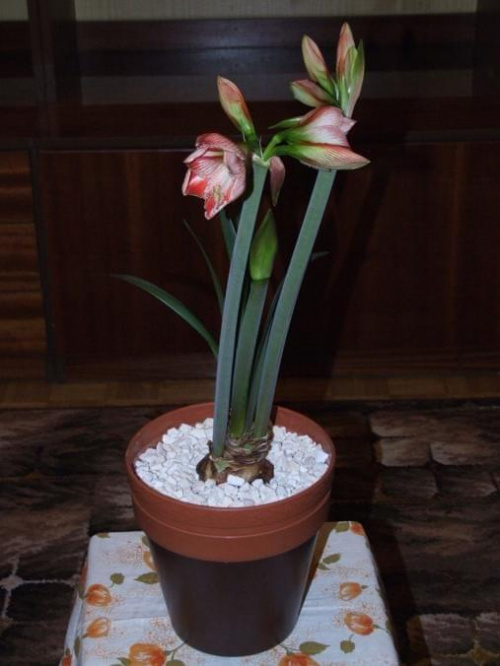 odmiana 'Fairytale' - 7 kwietnia 2009 #amarylis #Fairytale #Hippeastrum #hydroponika