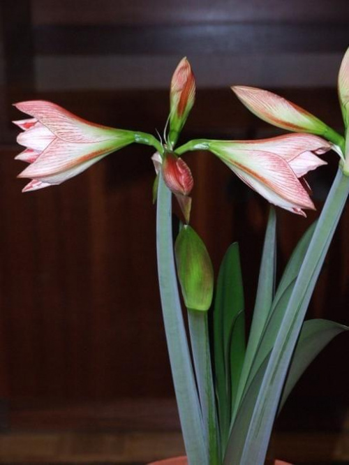 odmiana 'Fairytale' - 7 kwietnia 2009 #amarylis #Fairytale #Hippeastrum #hydroponika