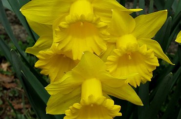 Rożności z dzisiejszej wycieczki po najbliższej okolicy #azalie #narcyze #zonkile #hiacynty #tulipany #mlecze #PolneKwiatki #forsycja #inne