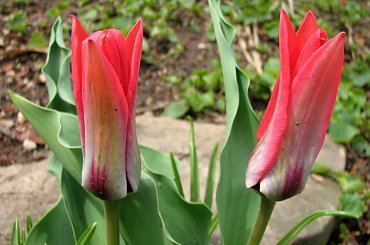 Rożności z dzisiejszej wycieczki po najbliższej okolicy #azalie #narcyze #zonkile #hiacynty #tulipany #mlecze #PolneKwiatki #forsycja #inne