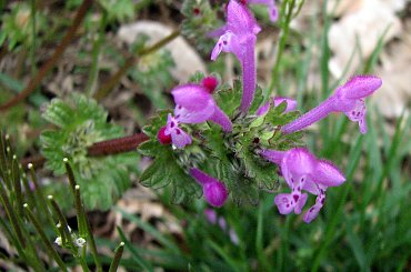 Rożności z dzisiejszej wycieczki po najbliższej okolicy #azalie #narcyze #zonkile #hiacynty #tulipany #mlecze #PolneKwiatki #forsycja #inne