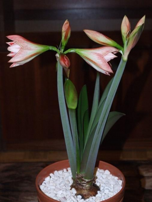 odmiana 'Fairytale' - 7 kwietnia 2009 #amarylis #Fairytale #Hippeastrum #hydroponika