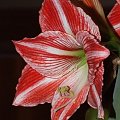 odmiana 'Fairytale' - 9 kwietnia 2009 #amarylis #Hippeastrum #hydroponika #Fairytale