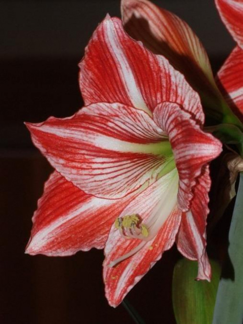 odmiana 'Fairytale' - 9 kwietnia 2009 #amarylis #Hippeastrum #hydroponika #Fairytale