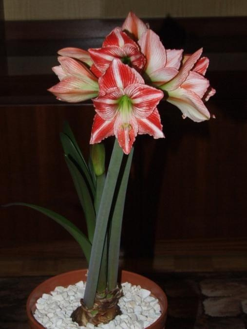 odmiana 'Fairytale' - 9 kwietnia 2009 #amarylis #Hippeastrum #hydroponika #Fairytale