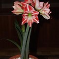 odmiana 'Fairytale' - 9 kwietnia 2009 #amarylis #Hippeastrum #hydroponika #Fairytale