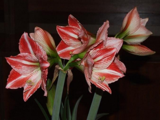 odmiana 'Fairytale' - 9 kwietnia 2009 #amarylis #Hippeastrum #hydroponika #Fairytale