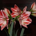 odmiana 'Fairytale' - 9 kwietnia 2009 #amarylis #Hippeastrum #hydroponika #Fairytale