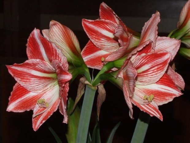 odmiana 'Fairytale' - 9 kwietnia 2009 #amarylis #Hippeastrum #hydroponika #Fairytale