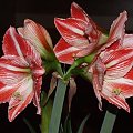 odmiana 'Fairytale' - 9 kwietnia 2009 #amarylis #Hippeastrum #hydroponika #Fairytale