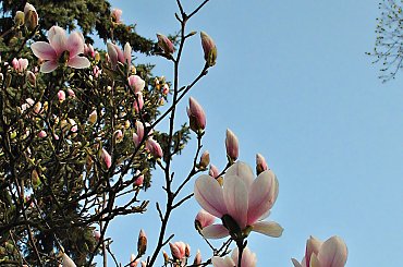 #magnolia #wiosna #kwiaty