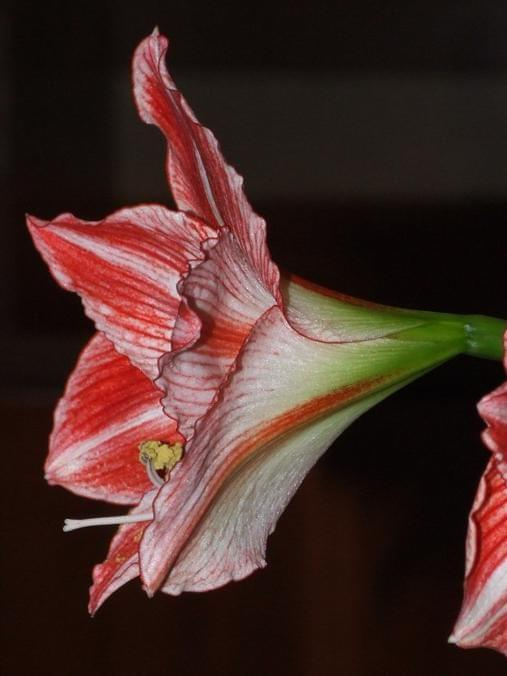 odmiana 'Fairytale' - 9 kwietnia 2009 #amarylis #Hippeastrum #hydroponika #Fairytale