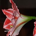 odmiana 'Fairytale' - 9 kwietnia 2009 #amarylis #Hippeastrum #hydroponika #Fairytale