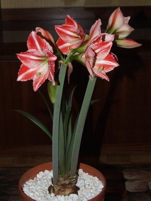 odmiana 'Fairytale' - 9 kwietnia 2009 #amarylis #Hippeastrum #hydroponika #Fairytale