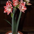 odmiana 'Fairytale' - 9 kwietnia 2009 #amarylis #Hippeastrum #hydroponika #Fairytale