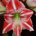 odmiana 'Fairytale' - 9 kwietnia 2009 #amarylis #Hippeastrum #hydroponika #Fairytale