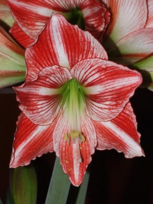 odmiana 'Fairytale' - 9 kwietnia 2009 #amarylis #Hippeastrum #hydroponika #Fairytale