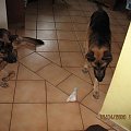 Pipi z Herodem i Horusem