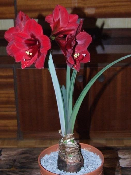 odmiana 'Benfica' - 11 kwietnia 2009 (trzeci pęd) #amarylis #Hippeastrum #hydroponika #Benfica