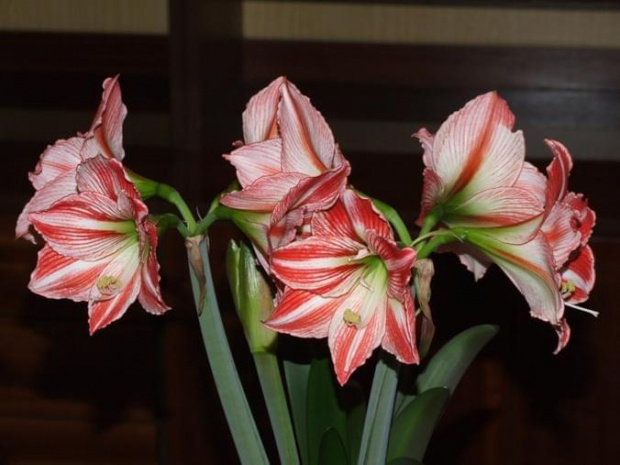 odmiana 'Fairytale' - 11 kwietnia 2009 #amarylis #Hippeastrum #hydroponika #Fairytale