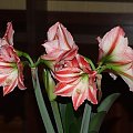 odmiana 'Fairytale' - 11 kwietnia 2009 #amarylis #Hippeastrum #hydroponika #Fairytale