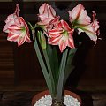 odmiana 'Fairytale' - 11 kwietnia 2009 #amarylis #Hippeastrum #hydroponika #Fairytale