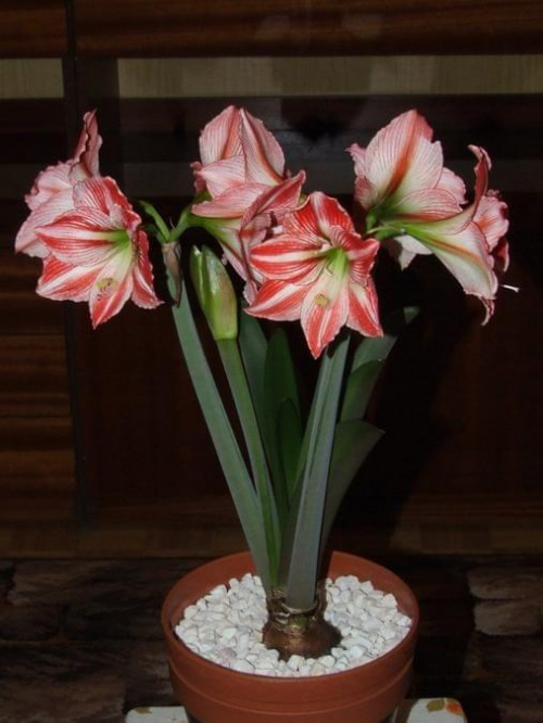 odmiana 'Fairytale' - 11 kwietnia 2009 #amarylis #Hippeastrum #hydroponika #Fairytale