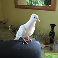 Pipi w pokoju