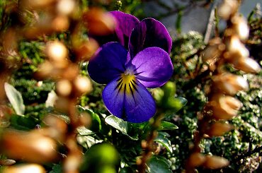 Dzikie bratki #bratki #kwiatki #wiosna