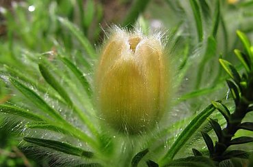 sasaneczka #sasanki #kwiaty #wiosna #ogród