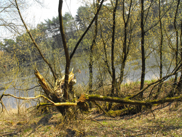 Puszczykowo, kwiecień 2009