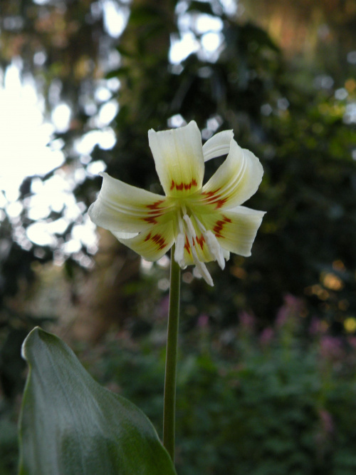 Erythronium 'White Beauty'