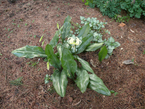 Erythronium 'White Beauty'