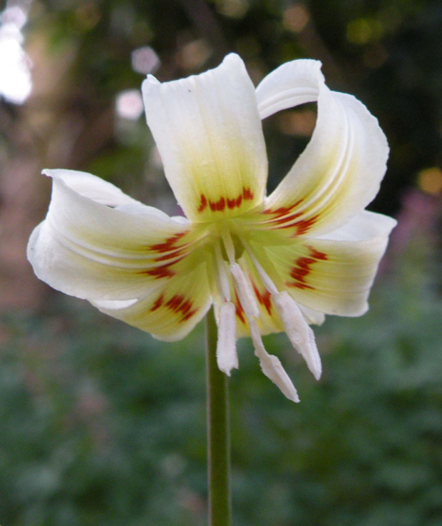 Erythronium 'White Beauty'