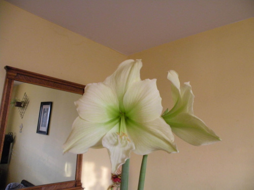 Hippeastrum 'Lemon Lime'