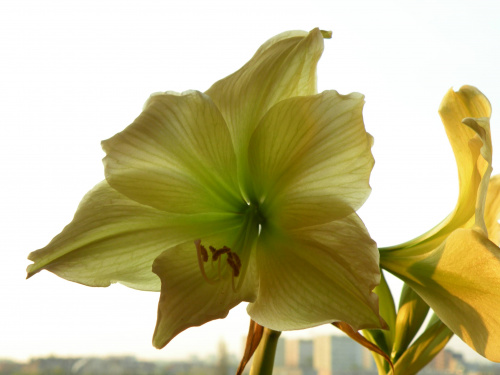 Hippeastrum 'Lemon Lime'