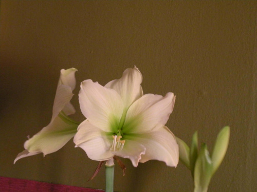 Hippeastrum 'Lemon Lime'