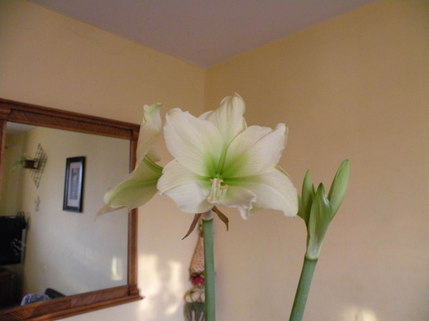 Hippeastrum 'Lemon Lime'