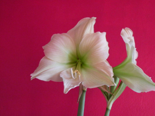 Hippeastrum 'Lemon Lime'